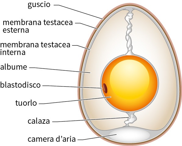 composizione dell'uovo